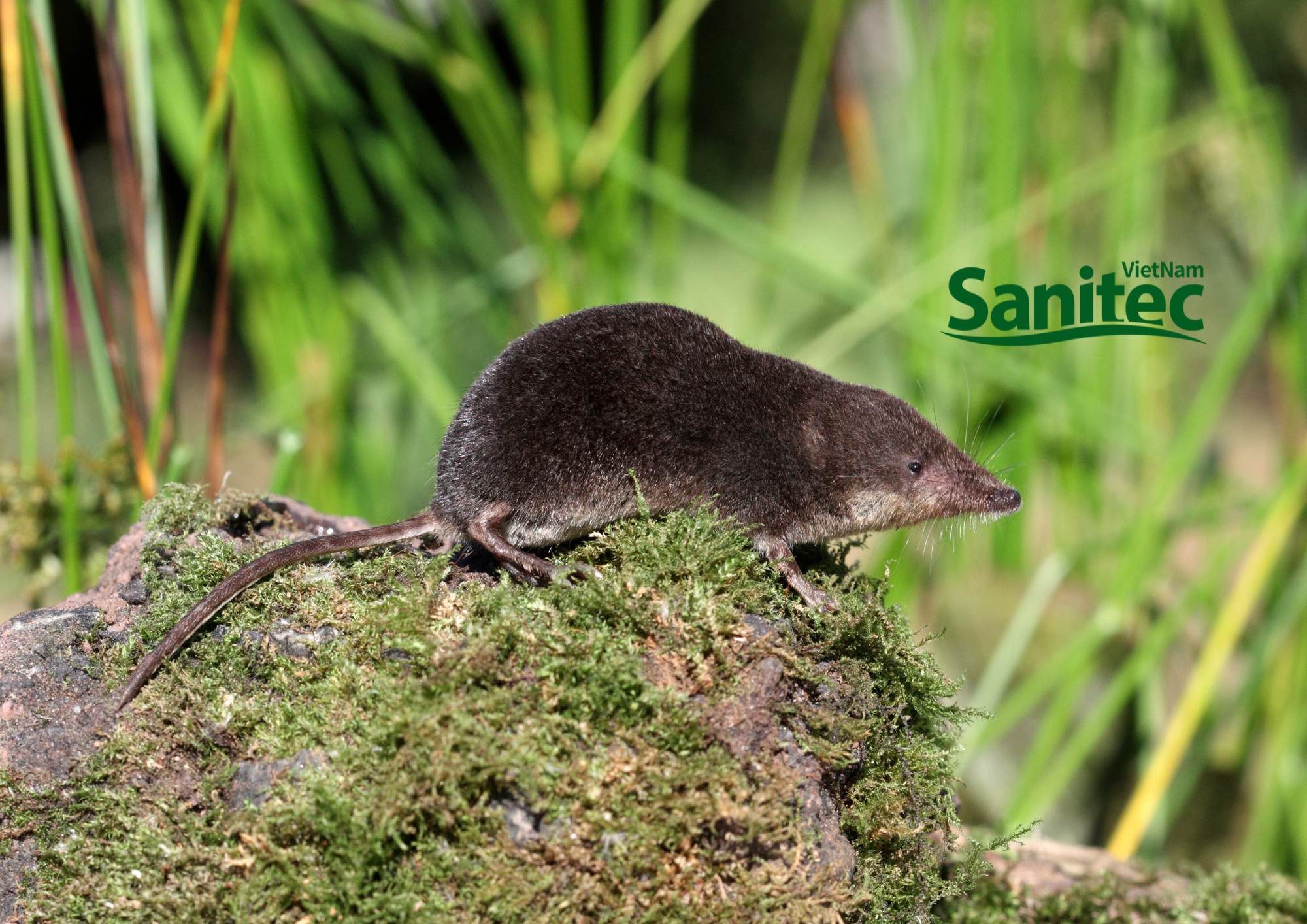 Cách Diệt Chuột Chù Triệt Để Và An Toàn Tại Nhà