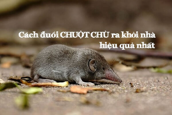 Cách Diệt Chuột Chù Triệt Để Và An Toàn Tại Nhà