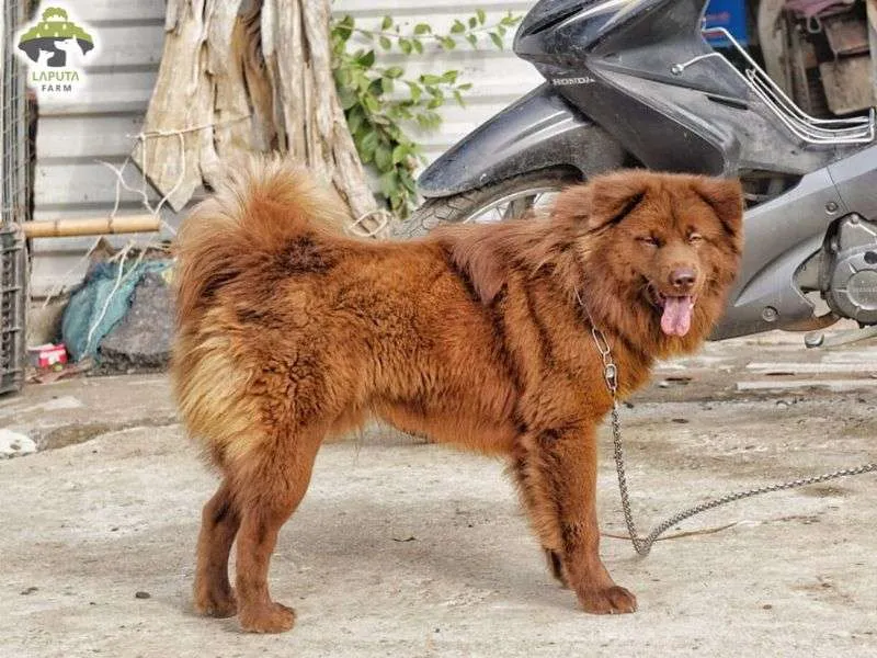 Bán Chó Sói Lửa: Hướng Dẫn Mua Chó Bắc Hà Lông Đỏ Thuần Chủng Uy Tín