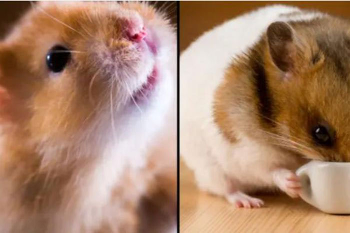 Chuột Hamster Dữ: Phân Tích Khoa Học Về Thí Nghiệm Chỉnh Sửa Gene