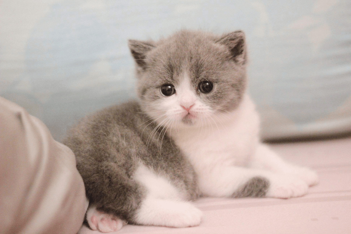 Kinh Nghiệm Nuôi Mèo Anh Lông Ngắn Toàn Diện Tại Việt Nam