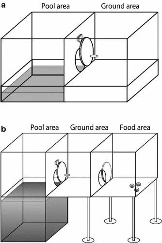 Loài Chó Sói Đồng Hoang: Đặc Điểm, Tập Tính Và Chiến Lược Sinh Tồn