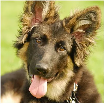 Chó Ngao Tây Tạng Trắng: Cẩm Nang Toàn Tập Về Đại Khuyển Tuyết Sơn