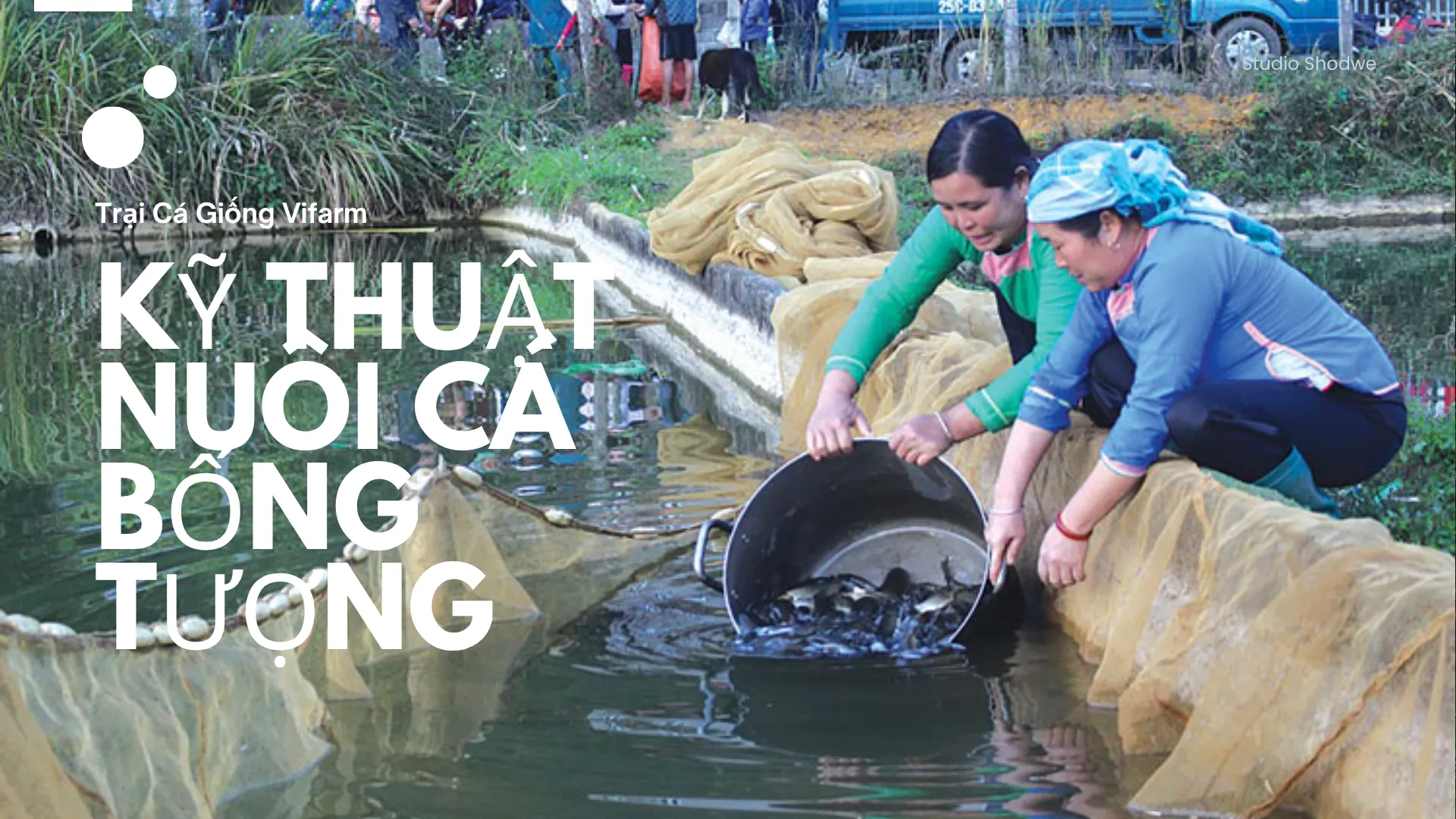 Kỹ Thuật Chi Tiết Cách Nuôi Tép Đồng Đạt Năng Suất Cao Bền Vững