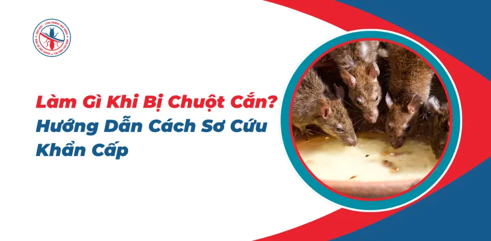 Bị Chuột Lang Cắn Có Sao Không? Hướng Dẫn Sơ Cứu Và Phòng Ngừa Nguy Hiểm