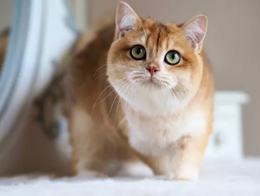 Mèo Anh Lông Ngắn Silver Đẹp Và Thuần Chủng