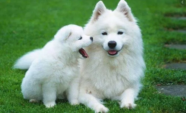 Giải Mã Giấc Mơ Bị Chó Cắn: Điềm Báo Tốt Hay Xấu?