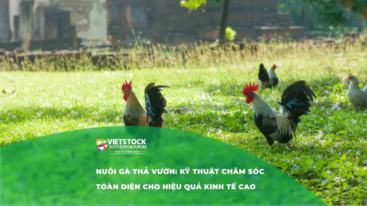 Cách Chăn Nuôi Gà Thả Vườn Đạt Chuẩn VietGAP, Lợi Nhuận Cao
