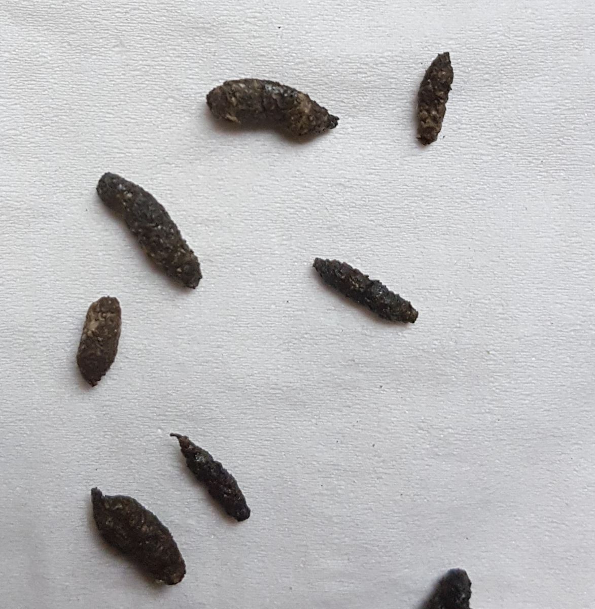 Diệt Chuột Cống Và Kiểm Soát Dịch Hại Toàn Diện Cho Gia Đình