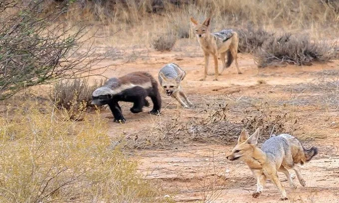 Hang Chó Sói: Hướng Dẫn Bảo Vệ Thú Cưng Khỏi Chó Sói Đồng Hoang Toàn Diện