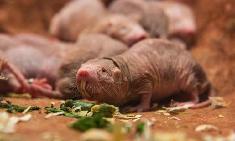 Chuột Chũi Châu Phi: Giải Mã Bí Ẩn Về Tuổi Thọ Bất Thường Và Khả Năng Kháng Ung Thư