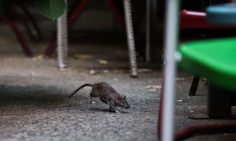 Chuột Tự Chết Trong Nhà: Phân Tích Nguyên Nhân Và Biện Pháp Xử Lý Chuyên Nghiệp