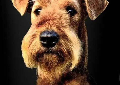 Đặc Điểm, Giá Cả Và Kinh Nghiệm Nuôi Chó Poodle Lai Nhật Màu Đen Toàn Diện