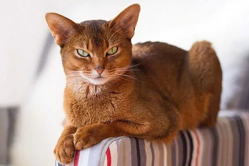 Mèo Abyssinian khỏe mạnh và sống lâu nếu được chăm sóc y tế định kỳ