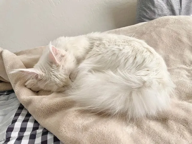 Cách Nuôi Dạy Mèo Khoa Học Và Chuyên Gia Cho Mọi Giống