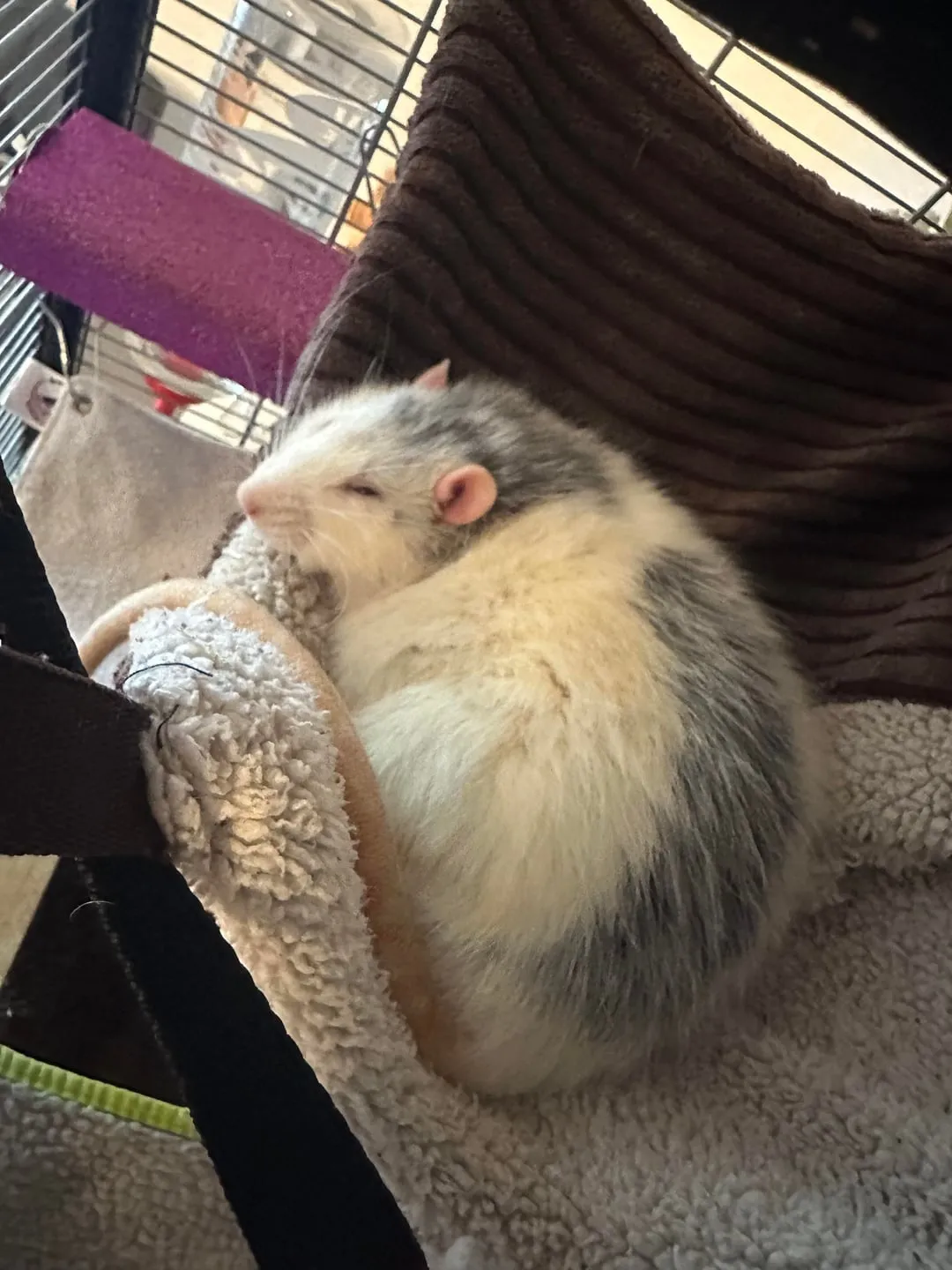 Chuột Hamster Của Chị Mèo: Hướng Dẫn Chuyên Sâu Về Khối U Và U Bướu