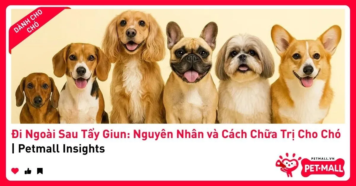 Tẩy Giun Cho Mèo Con: Hướng Dẫn Chi Tiết Từ A-Z Cho Chủ Nuôi