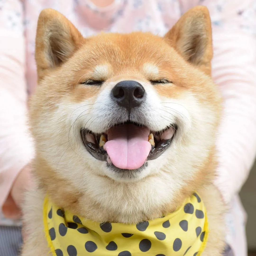Akita Inu là quốc khuyển trung thành của Nhật Bản