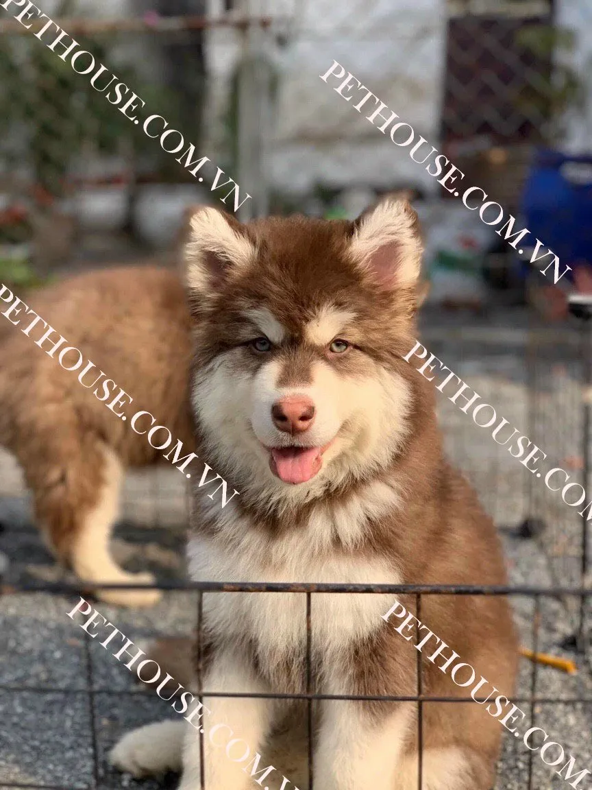 Alaska con 2 tháng tuổi xuất chuồng tại PetHouse