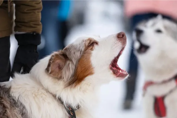 Alaska con đang nằm nghỉ ngơi, nhấn mạnh việc cần nghỉ ngơi và chăm sóc đúng giai đoạn