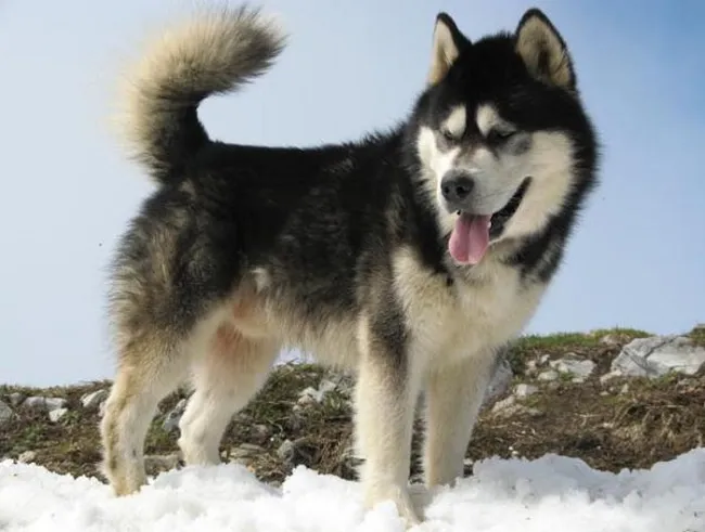 Alaska đang đi với dáng vẻ cool ngầu, bộ lông dày dặn và khí chất oai phong