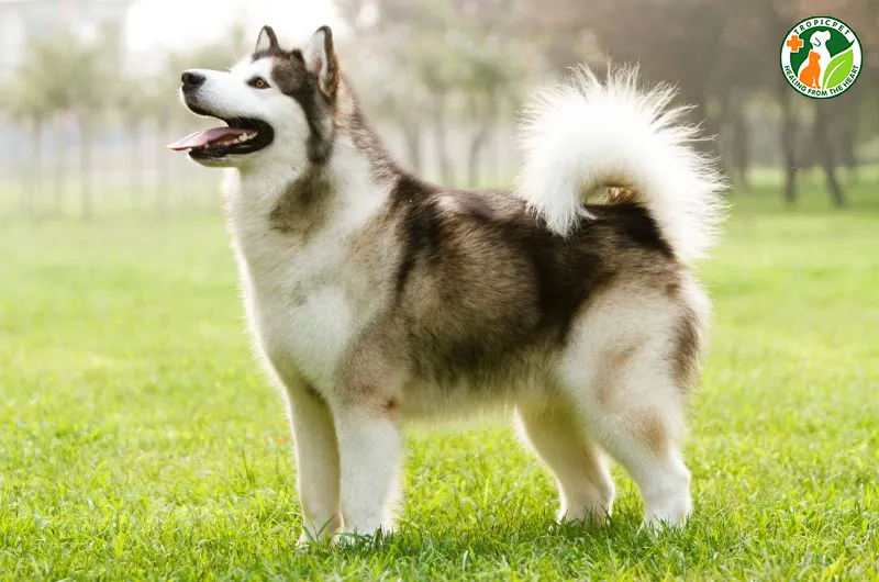 Alaska Malamute có bản tính điềm đạm, là lựa chọn lý tưởng cho các gia đình có trẻ nhỏ.