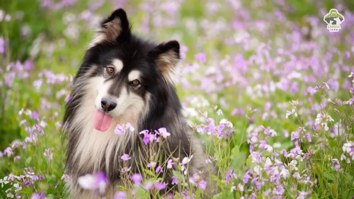 Alaska Malamute thể hiện tính cách hiền hòa và thân thiện khi chơi đùa cùng con người