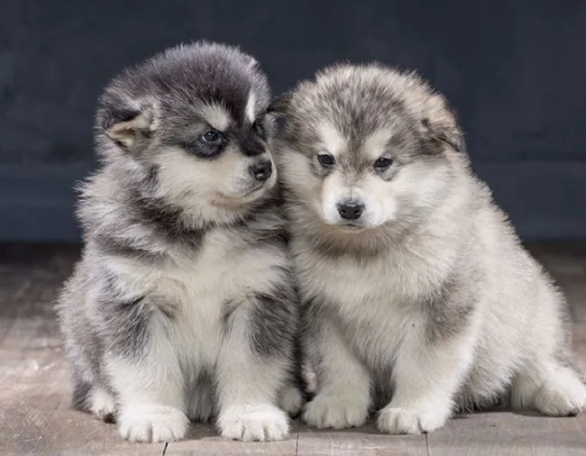 Alaska Standard nhỏ tuổi với đôi mắt to tròn, thể hiện sự ngây thơ và đáng yêu trong mọi bức ảnh