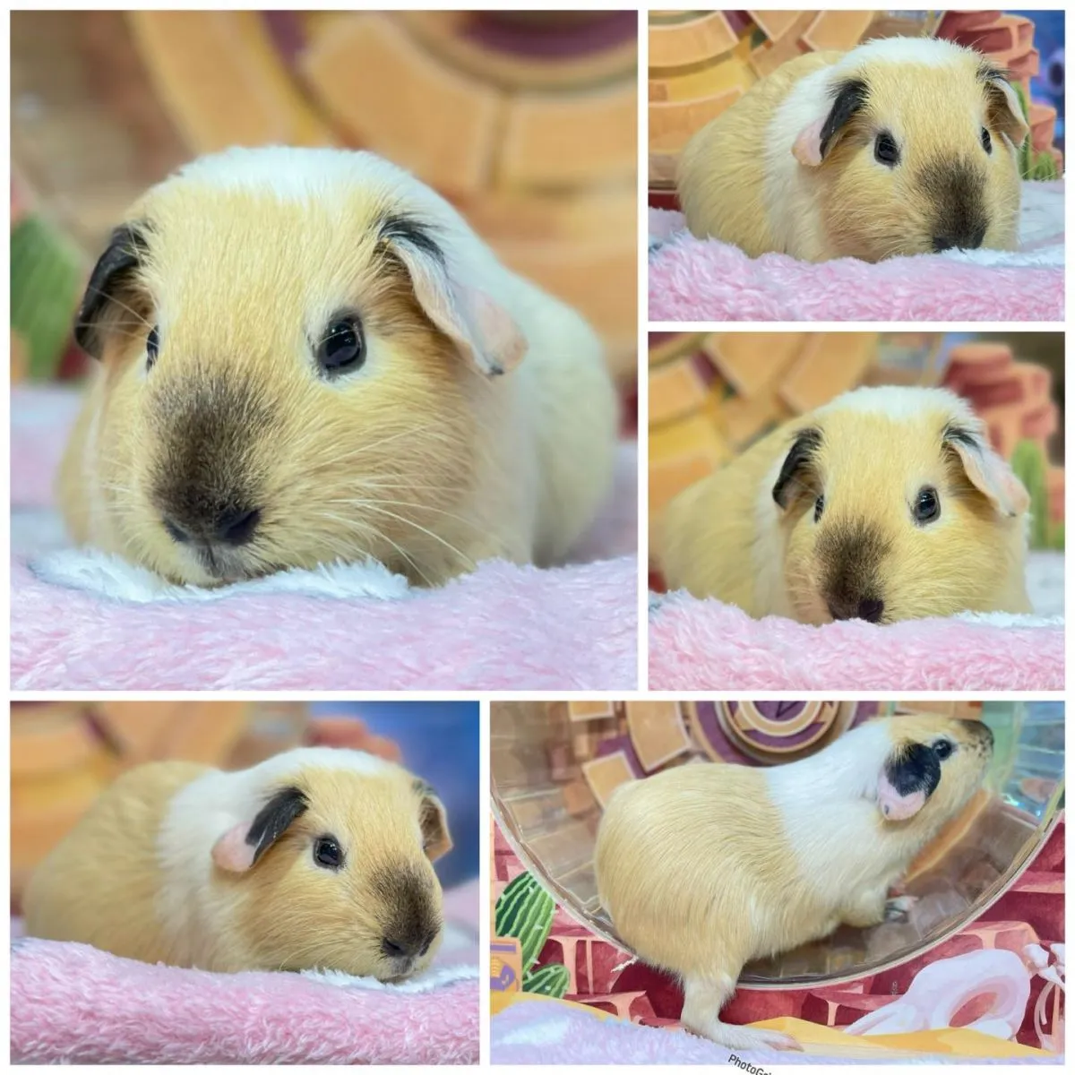 allintitle:thông tin chuột hamster - Chuột Hamster màu vàng đang tích trữ thức ăn trong túi má (cheek pouch)