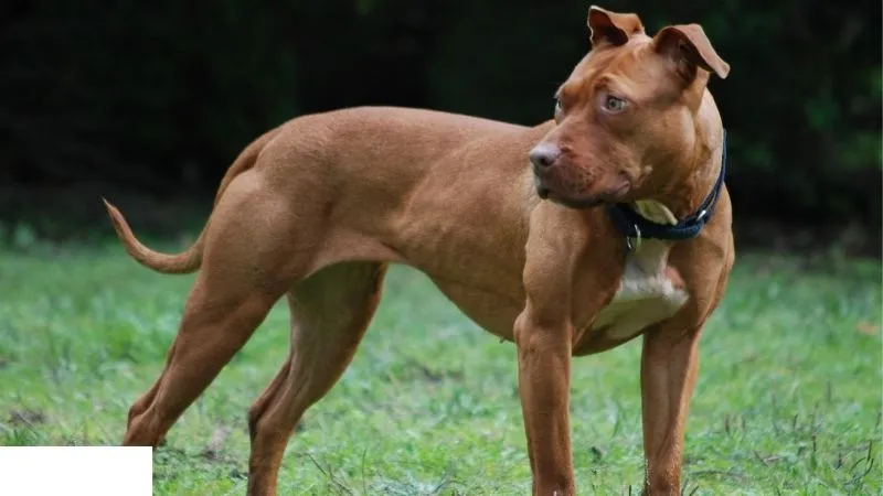 American Pit Bull Terrier với cơ thể cân đối cần chế độ dinh dưỡng giàu protein