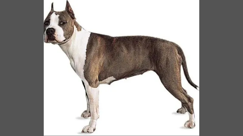 American Staffordshire Terrier loại Pitbull nhỏ hơn, cần khẩu phần ăn kiểm soát calo