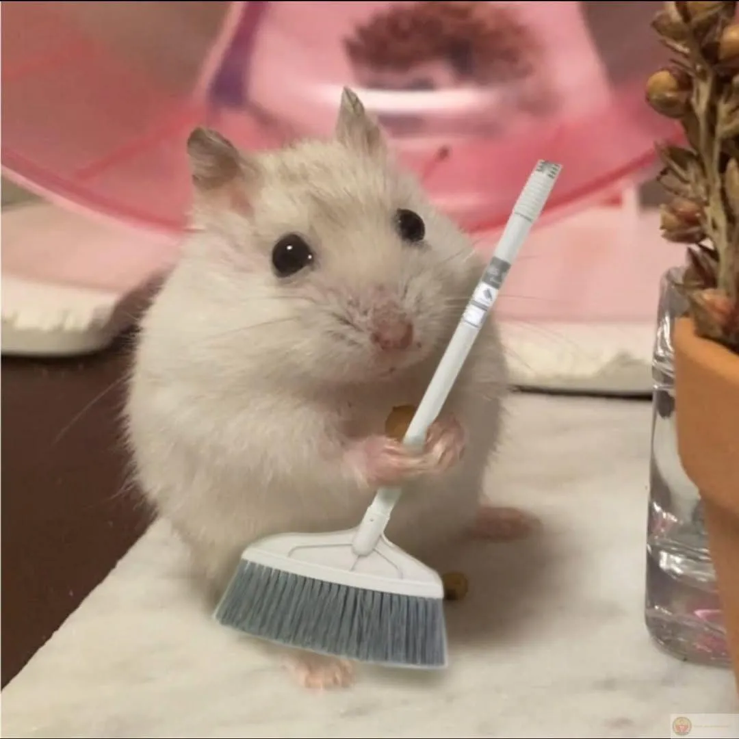 Ảnh chế hamster làm cộng đồng mạng vô cùng thích thú