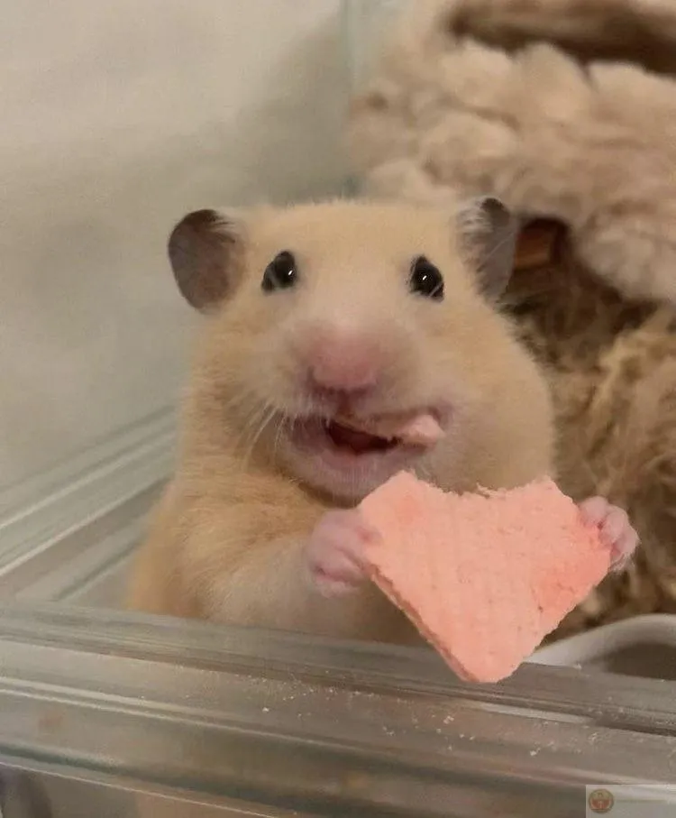 Ảnh chế từ chuột nhỏ lan truyền cực nhanh trên mạng xã hội