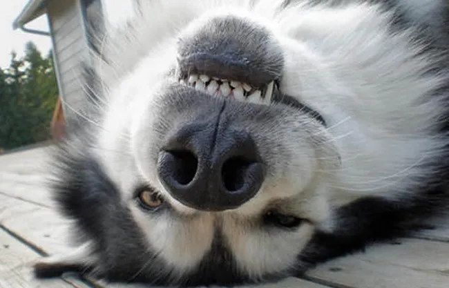 Ảnh chó Alaska hài hước với biểu cảm "ngáo ngơ" không lẫn vào đâu được, minh chứng cho sự lầy lội của giống chó này