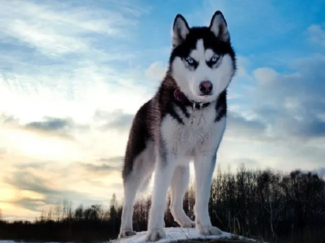 Ảnh chó Alaska ngầu với ánh nhìn lạnh lùng, ngoại hình mạnh mẽ và cuốn hút