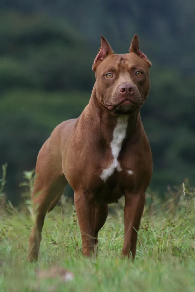 Ảnh chó Pitbull cơ bắp, đầu to và cổ ngắn uy mãnh