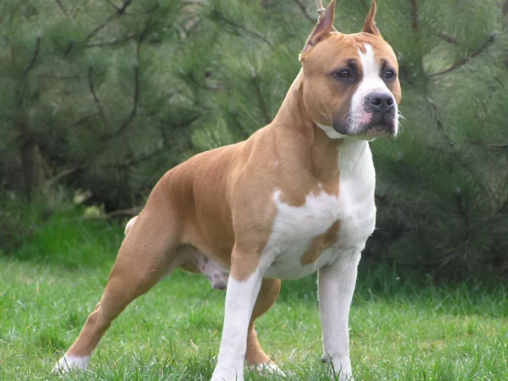 Ảnh chó Pitbull đen bóng tuyệt đẹp làm hình nền