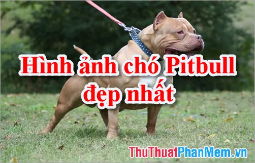 Ảnh Chó Pitbull Đẹp Nhất thể hiện dáng đứng uy lực