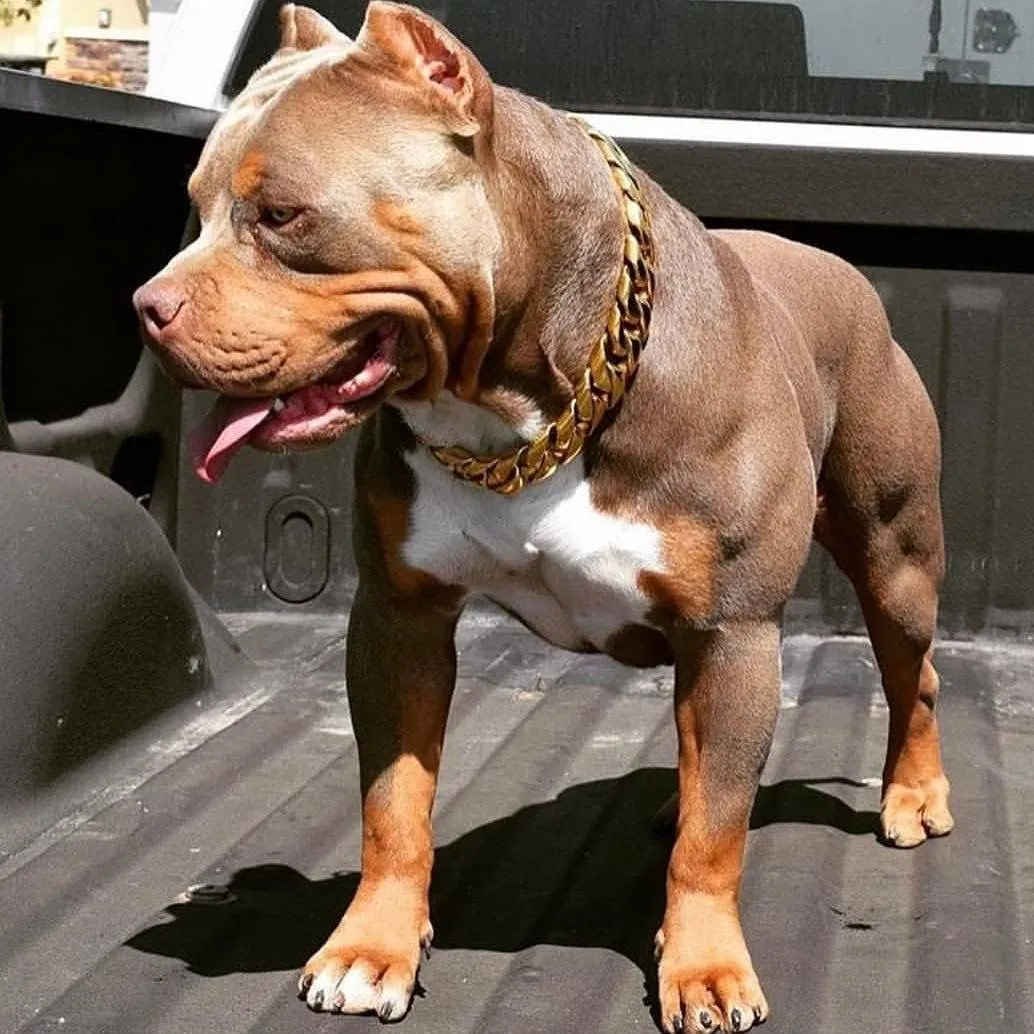 Ảnh chó Pitbull màu nâu đang nằm nghỉ ngơi đáng yêu
