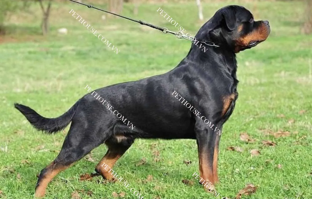 Cách nhận biết chó Rottweiler thuần chủng giá bao nhiêu qua đặc điểm đầu và cơ bắp