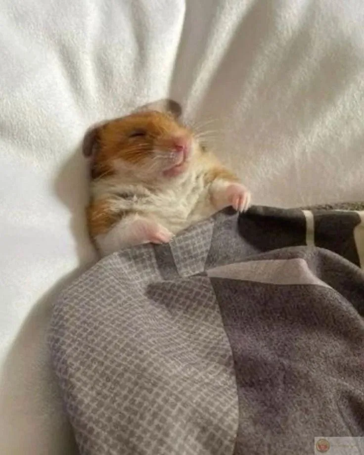 Ảnh chuột nhỏ đủ tạo trend toàn mạng internet