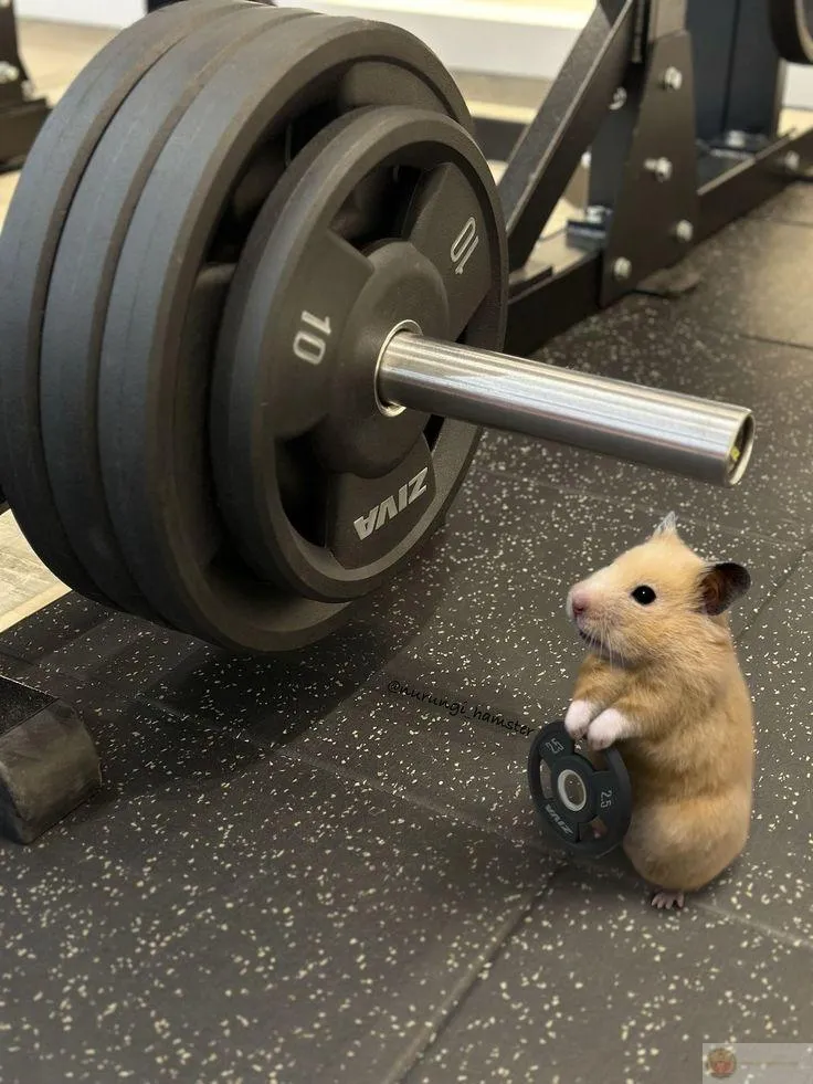 Ảnh chuột nhỏ hài hước đủ làm cả cộng đồng bật cười