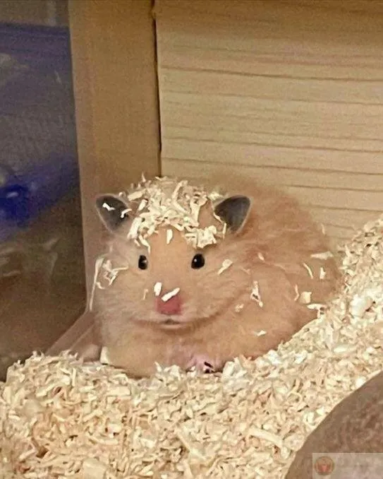 Ảnh chuột nhỏ xíu thành nhân vật hot trong ảnh chế meme