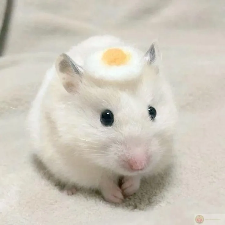 Ảnh đáng yêu đủ tạo trào lưu chế mới trên mạng