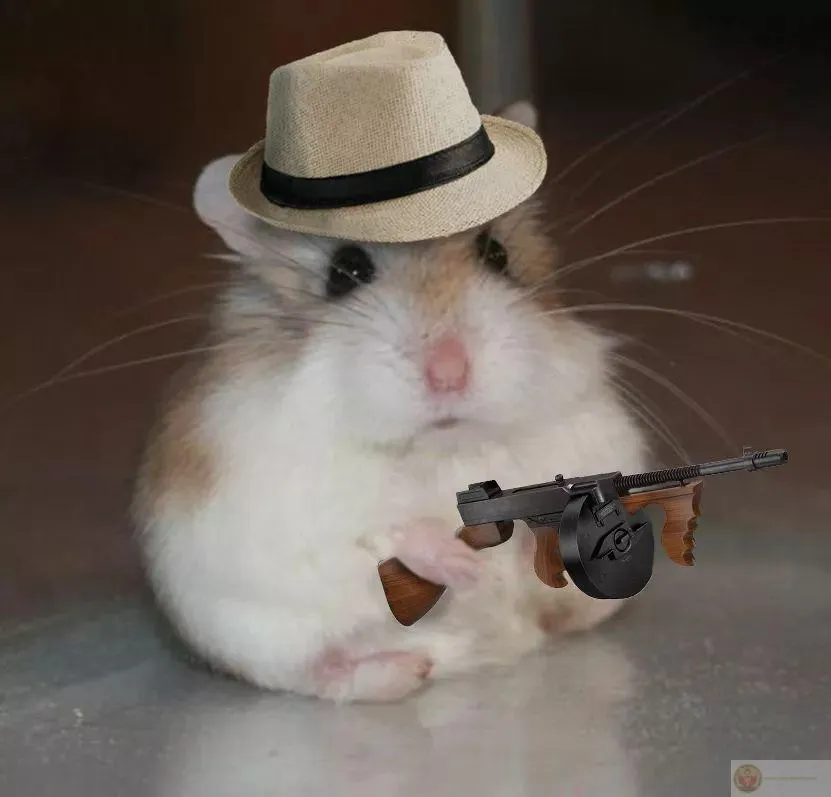 Ảnh đáng yêu từ hamster thành chủ đề hot trong ngày