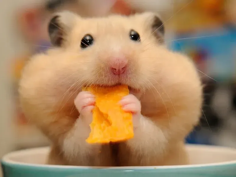Ảnh meme chuột hamster ngồi trong bát, khuôn mặt hài hước như đang chờ đợi thức ăn.