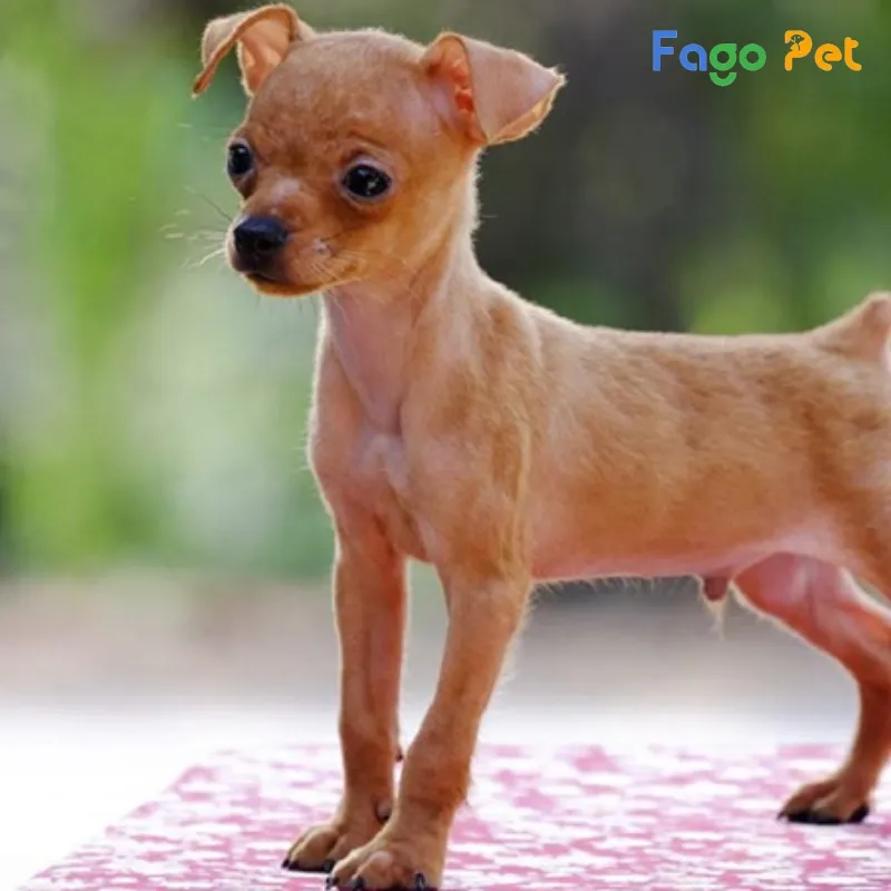 Ảnh minh họa giá bán chó Phốc Hươu phụ thuộc vào màu sắc và nguồn gốc