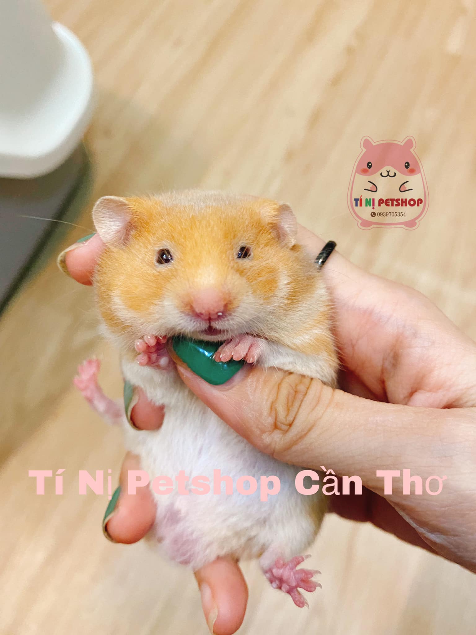 Cần Mua Chuột Hamster Khỏe Mạnh: Hướng Dẫn Toàn Diện Từ A-Z