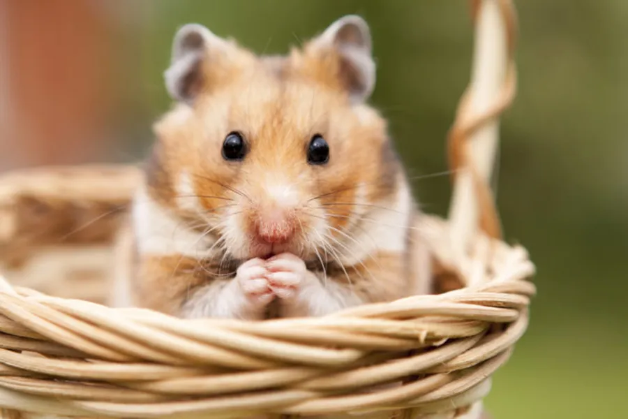 Ảnh nền chuột Hamster đáng yêu nhất
