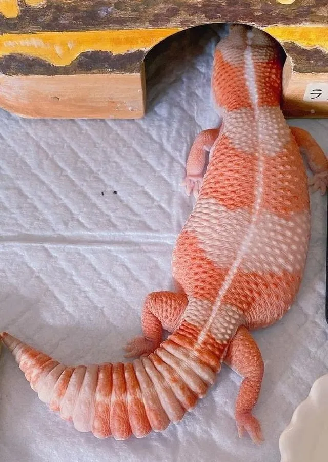 CÁCH NUÔI SÂU SUPERWORM: Hướng Dẫn Chi Tiết Từ A Đến Z